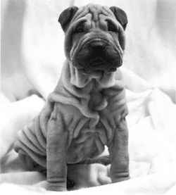 nuevo 04.jpg (6460 bytes)